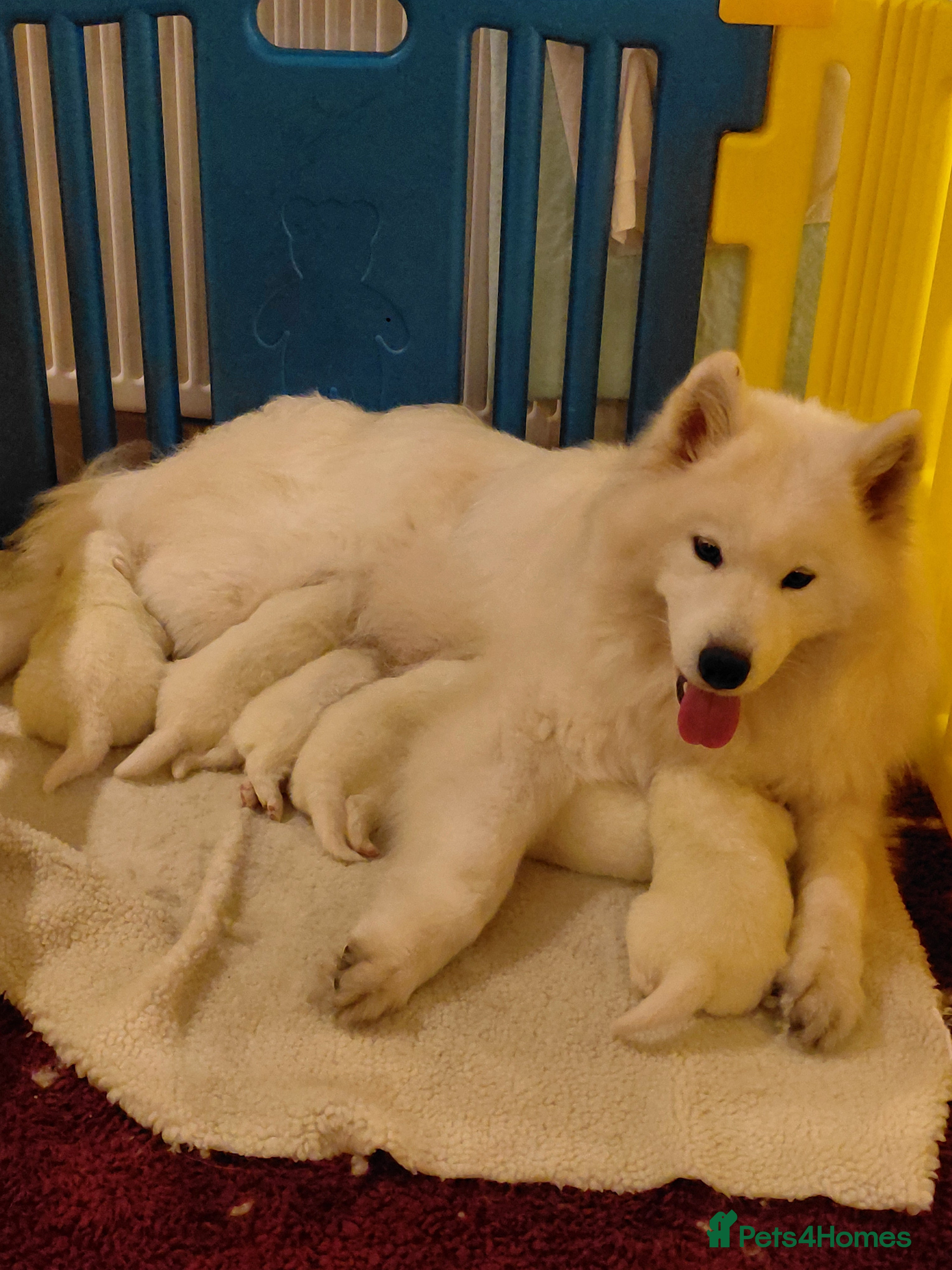 Samoyed dogs Samoyed pups in Essex - Advert 5