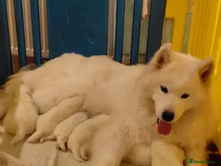 Samoyed dogs Samoyed pups in Essex - Advert 5