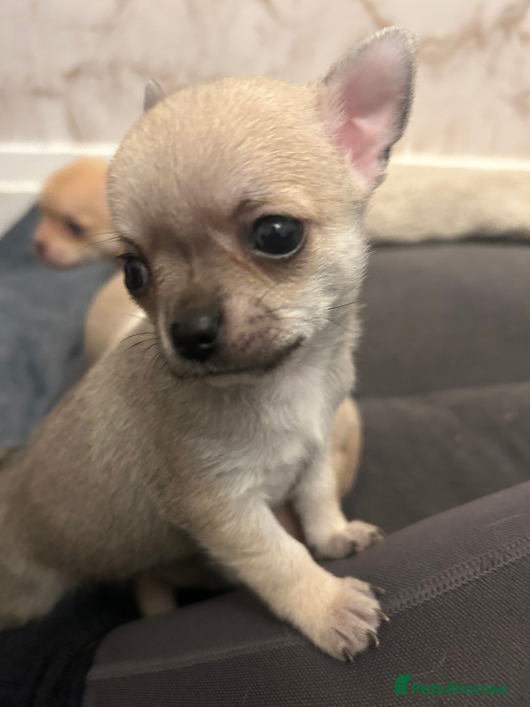 Chihuahua dogs for sale: smooth coat chihuahuas. Only the little boy left  - Advert 39