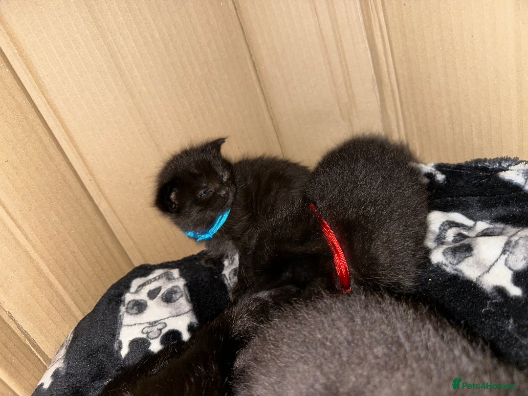 Maine Coon cats for sale: Maine Coon Kittens  - Advert 2