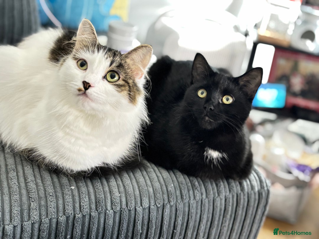 Mixed Breed cats for sale: 2 cats for free  - Advert 1