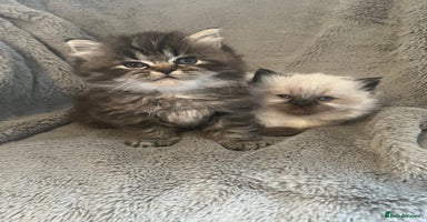 Perdoll cats - Advert 16