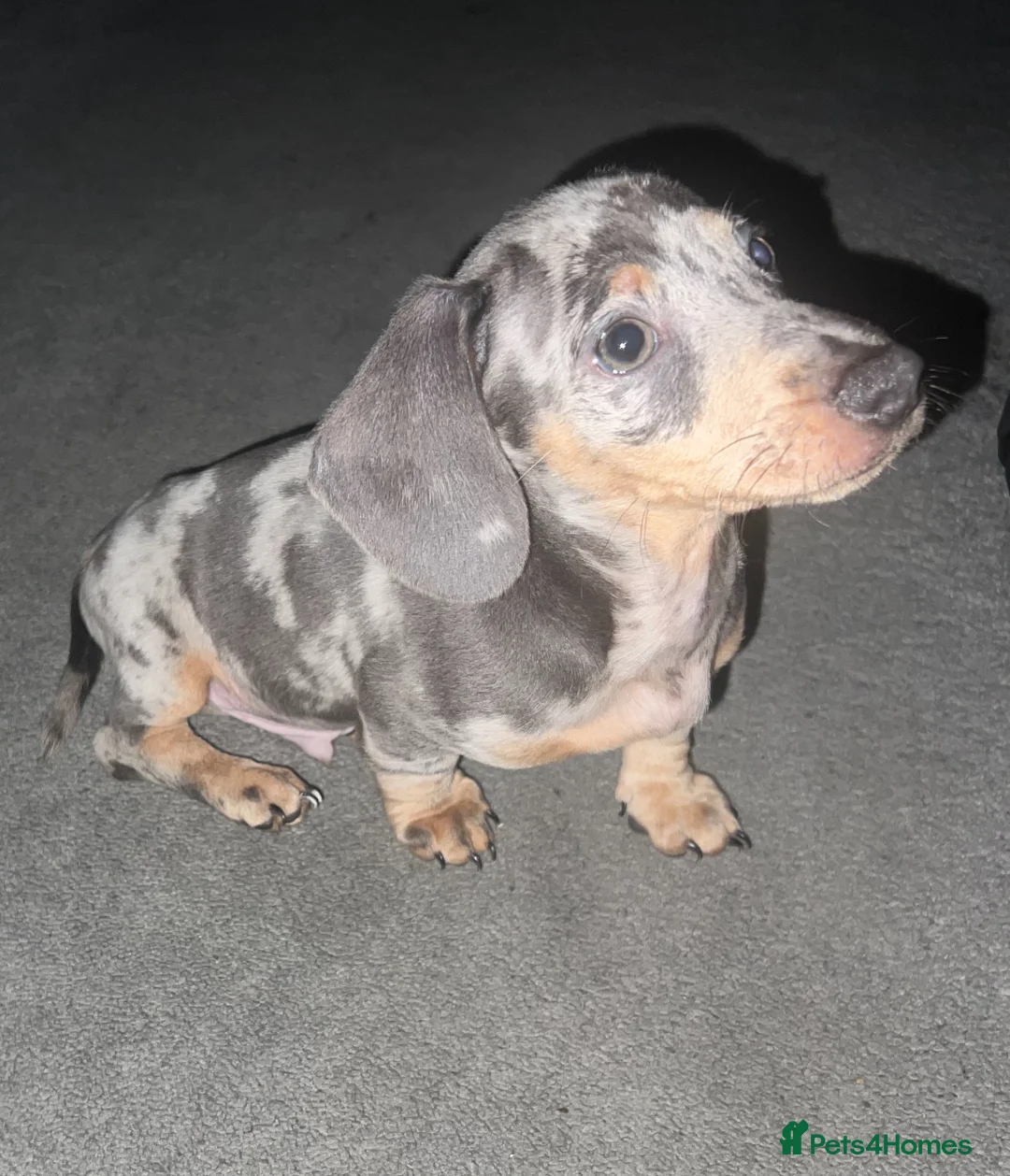 Dachshund dogs for sale: Miniature Dapple dachshunds READY NOW  - Advert 3