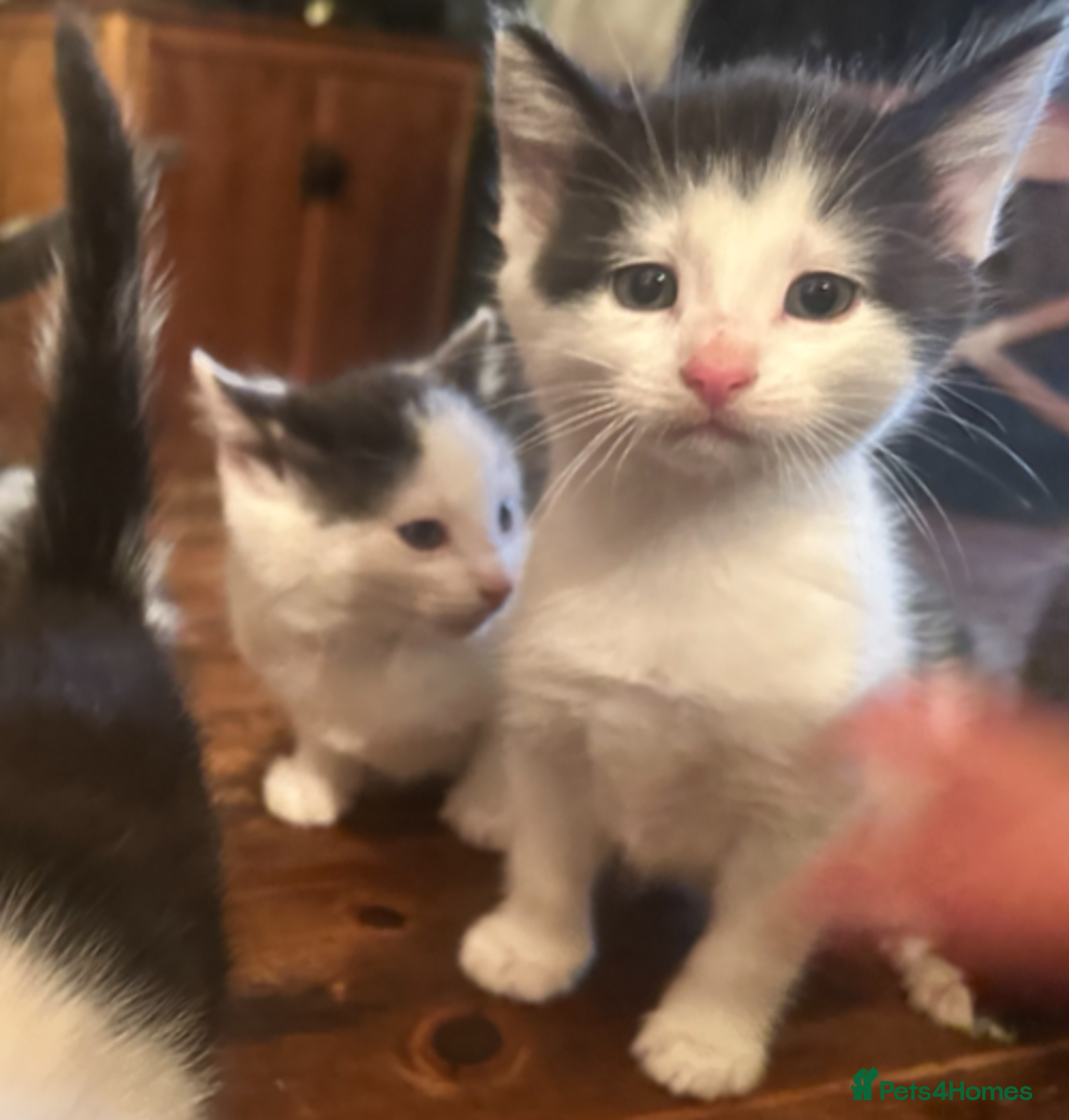 Mixed Breed cats for sale: Adorable Black and White Tuxedo Kittens - Advert 18