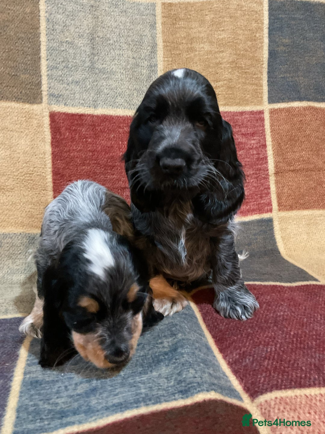 Cocker Spaniel dogs for sale: Chunky cocker pups  - Advert 9