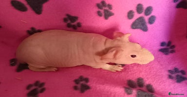 Guinea Pig rodents - Advert 10