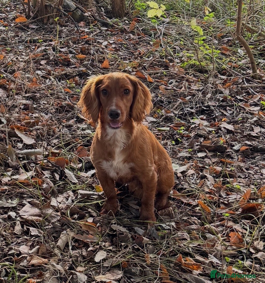 Cocker Spaniel dogs 5⭐️ Pedigree Heath tested Working Cocker Spaniel - Advert 5