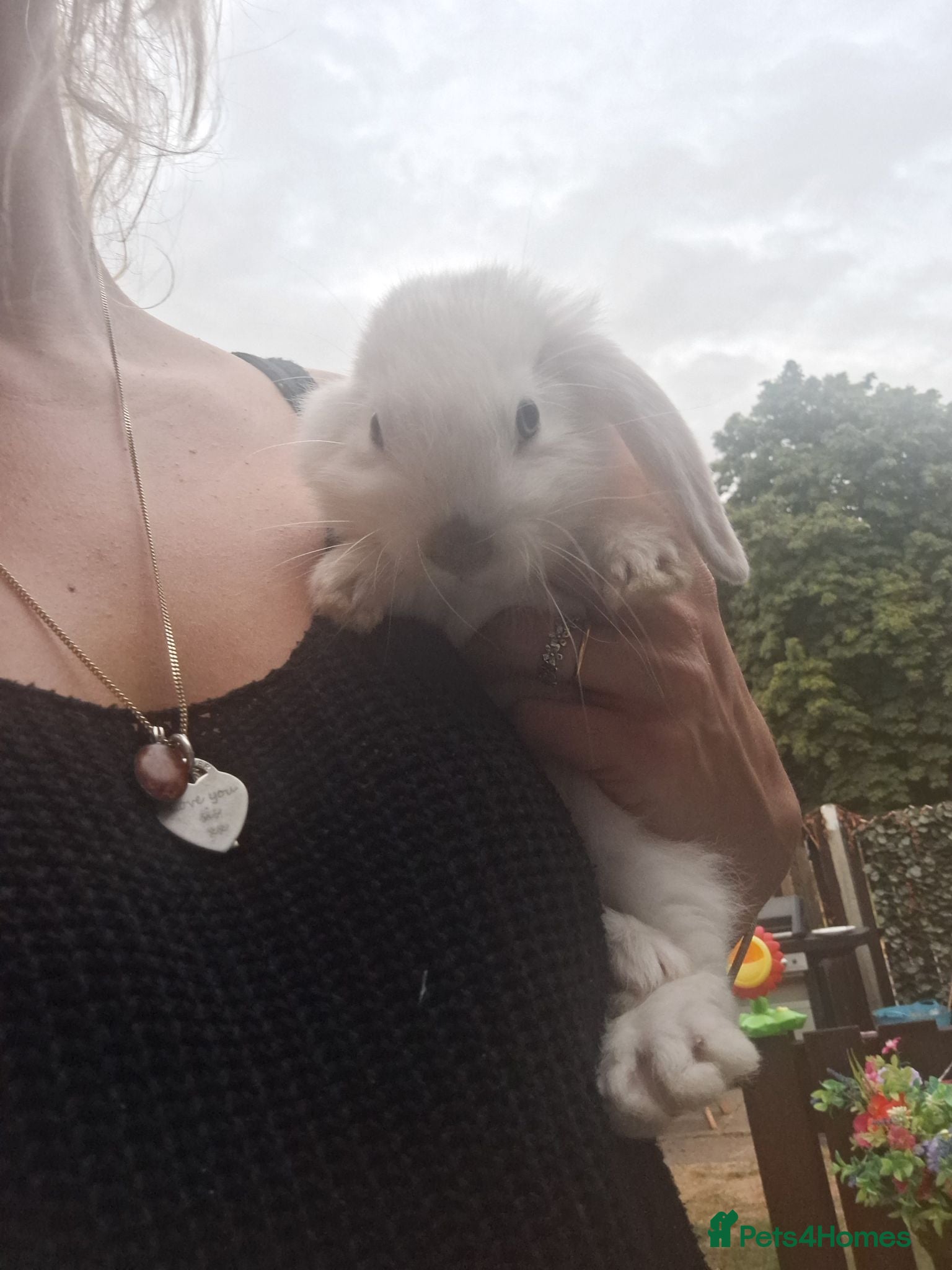 Mini Lop rabbits Mini lop babies ** Ready now ** - Advert 1
