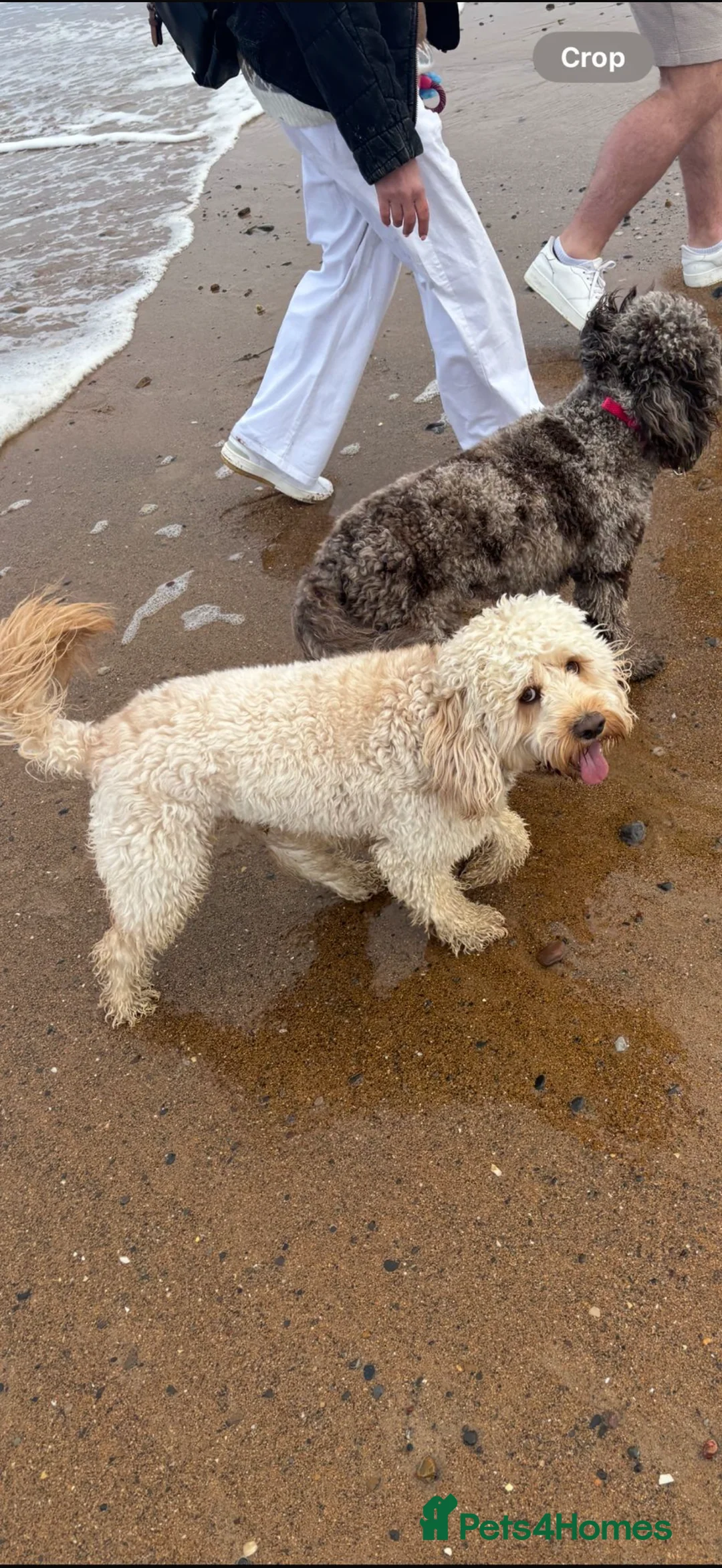 Cockapoo dogs for sale: Cockapoo puppies  - Advert 6