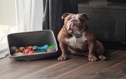 English Bulldog dogs for sale: British Bulldog  - Image 1