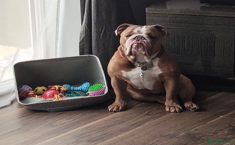 English Bulldog dogs - Advert 2