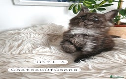 Maine Coon cats for sale: Stunning Black Smoke Registred Maine Coon Kittens - Image 34