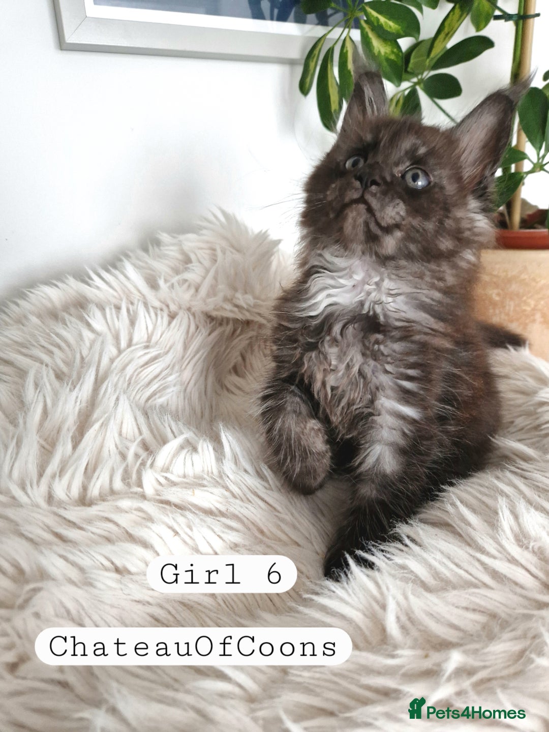Maine Coon cats for sale: Stunning Black Smoke Registred Maine Coon Kittens - Image 34