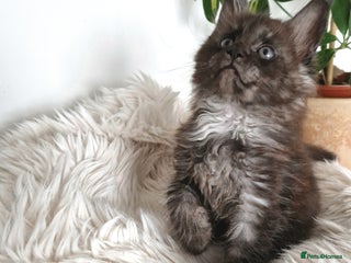 Maine Coon cats - Advert 36