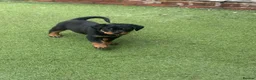 Rottweiler dogs for sale: ⭐️4 Rottweiler Boys For Sale ⭐️ - Advert 7
