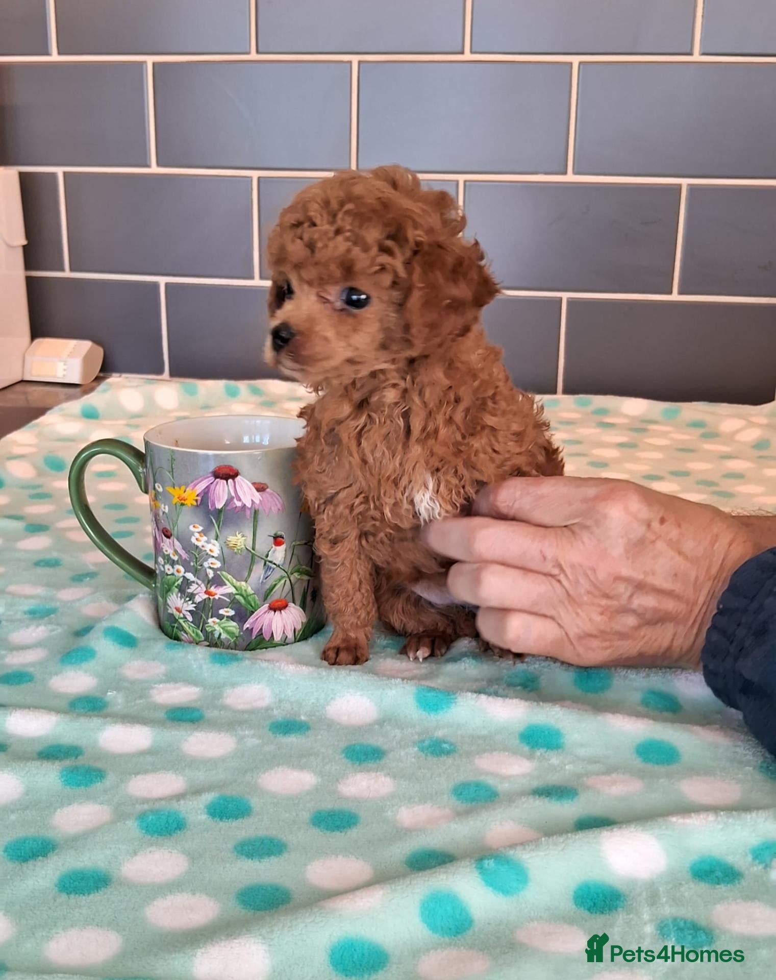Toy Poodle dogs  Half Asian Toy Poodles in Norfolk - Advert 13