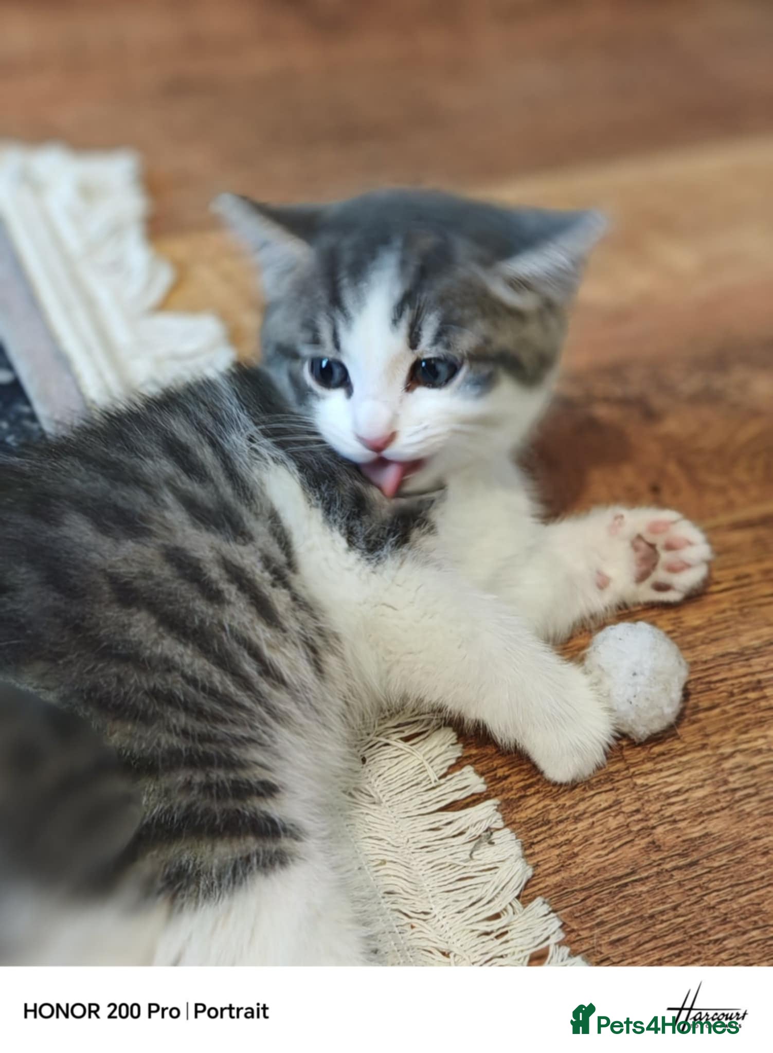 Khao Manee cats Beautiful kittens (ready to leave 9.02.2026) - Advert 1