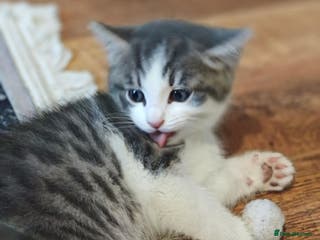 Khao Manee cats Beautiful kittens (ready to leave 9.02.2026) - Advert 1