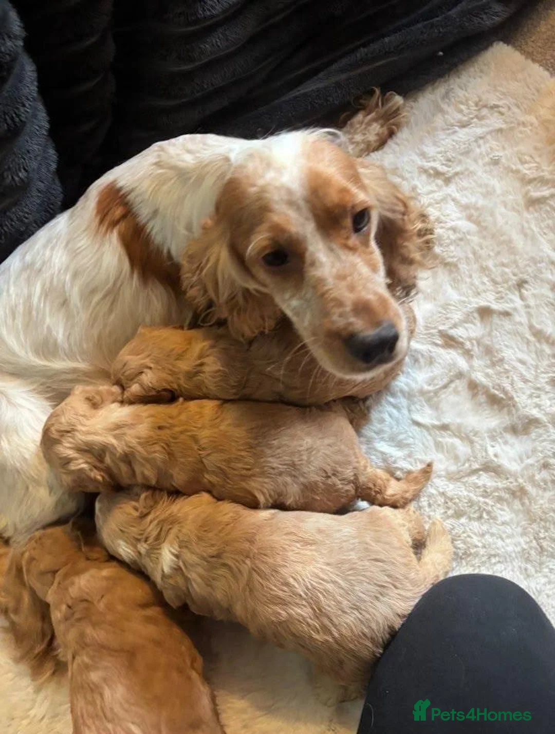 Cavapoo dogs for sale: Beautiful Cavapoo Puppies Looking for Loving home. - Advert 1