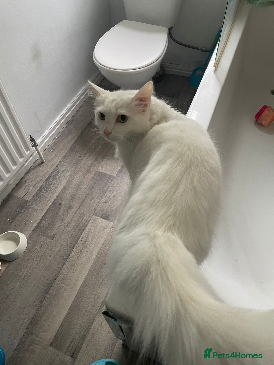Turkish Angora cats for sale: Snowy Turkish Angora 2 years old female - Image 3