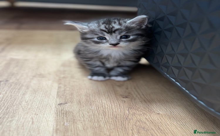 Maine Coon cats - Advert 9