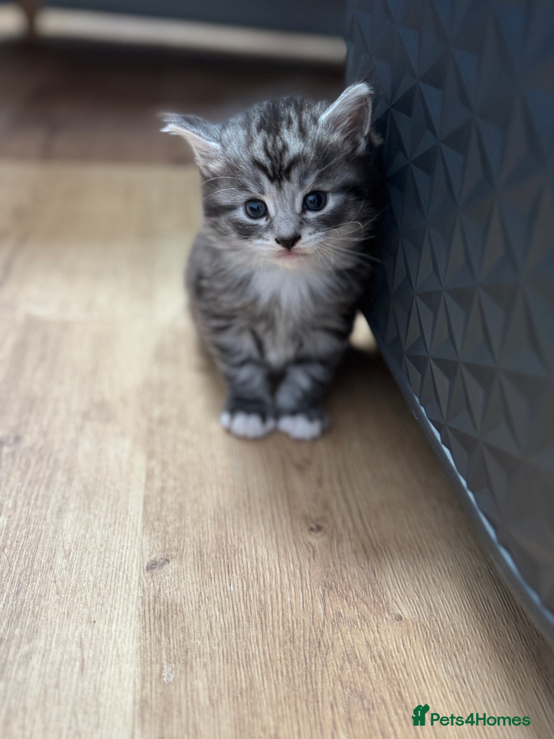 Maine Coon cats for sale: 5 beautiful kittens  - Image 1