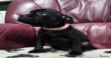 Staffordshire Bull Terrier dogs - Advert 7