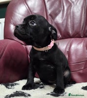 Staffordshire Bull Terrier dogs - Advert 3