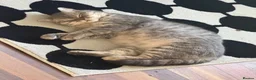 British Shorthair cats for sale: Mother Big Boy and little kittens  in Burton-on-Trent - Advert 6