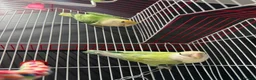Lovebirds birds for sale: Pair of love birds with cage - Advert 7