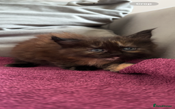 Maine Coon cats for sale: 4x beautiful Maine coon crosses.  - Image 2