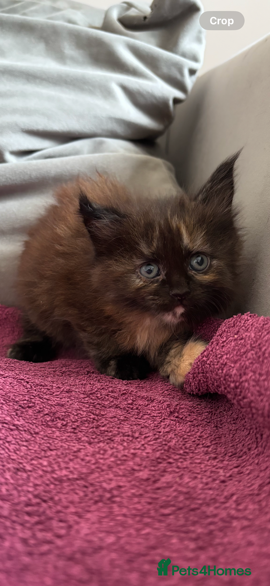 Maine Coon cats for sale: 4x beautiful Maine coon crosses.  - Image 2