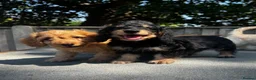 Doxiepoo dogs for sale: Doxiepoos Miniature dachshund x toy poodle  - Advert 12
