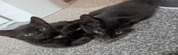 Mixed Breed cats for sale: 2 male kittens in Holywell - Advert 4
