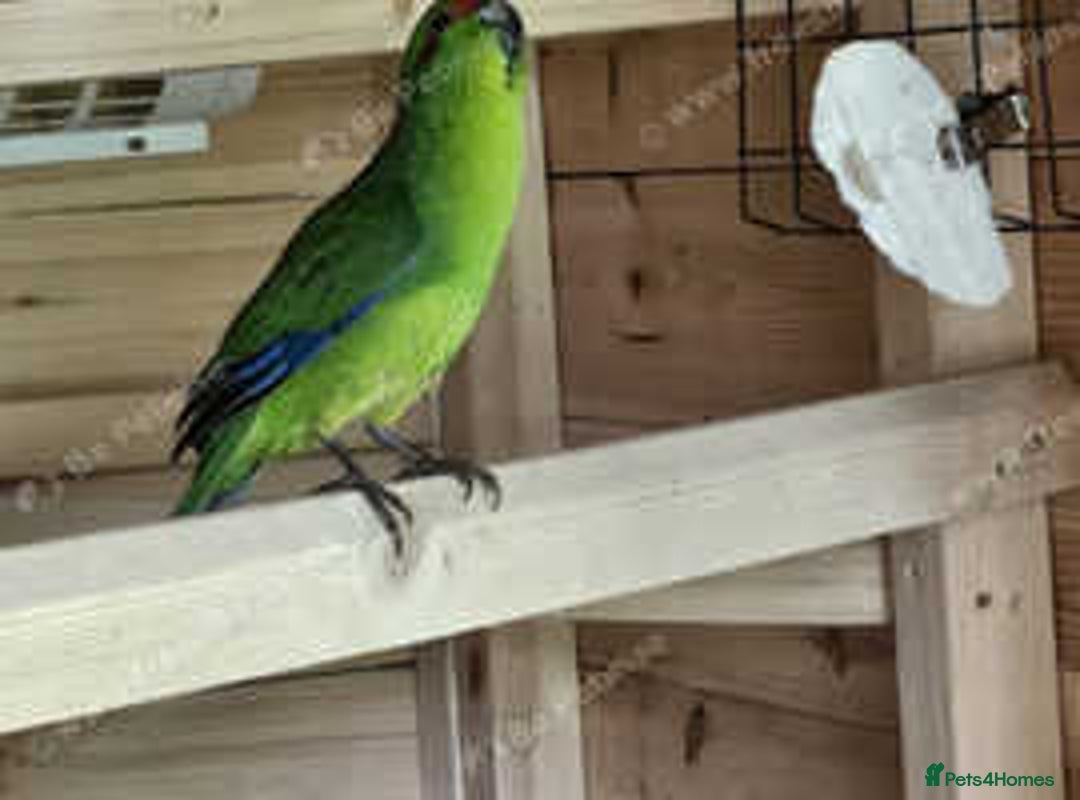 Parakeets birds for sale: Kakarikis for sale Mixed Colourings - Image 9