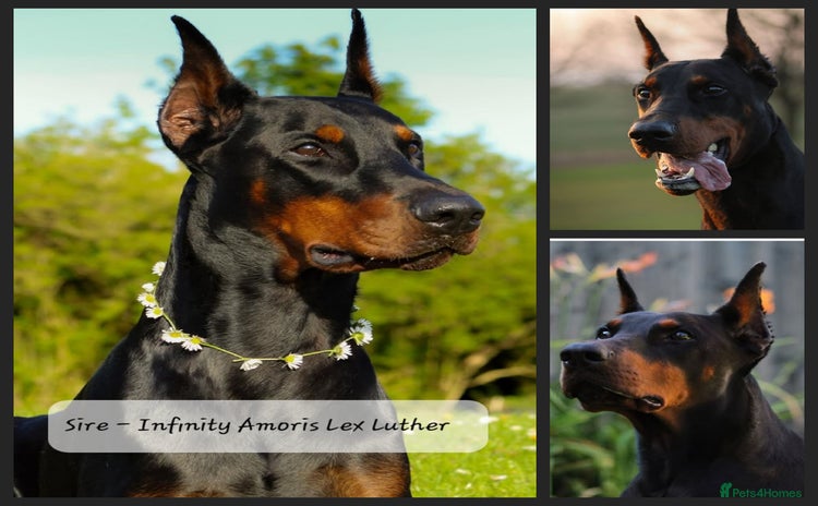 Dobermann dogs - Advert 1