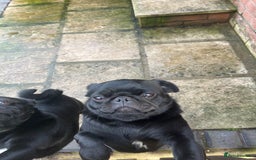 Pug dogs for sale: 2x 14month black pug bitches - Image 3