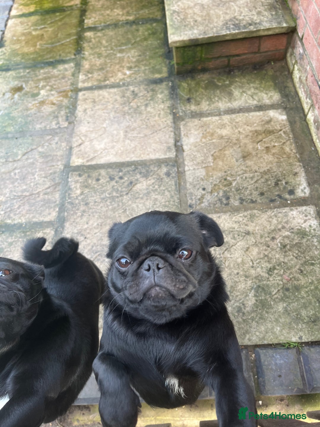 Pug dogs for sale: 2x 14month black pug bitches - Image 3