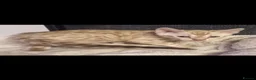 Bengal cats for sale: TICA Genetic Health Tested Kittens - Advert 21