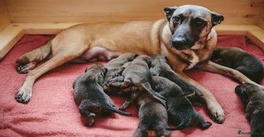 Belgian Shepherd Dog dogs - Advert 10
