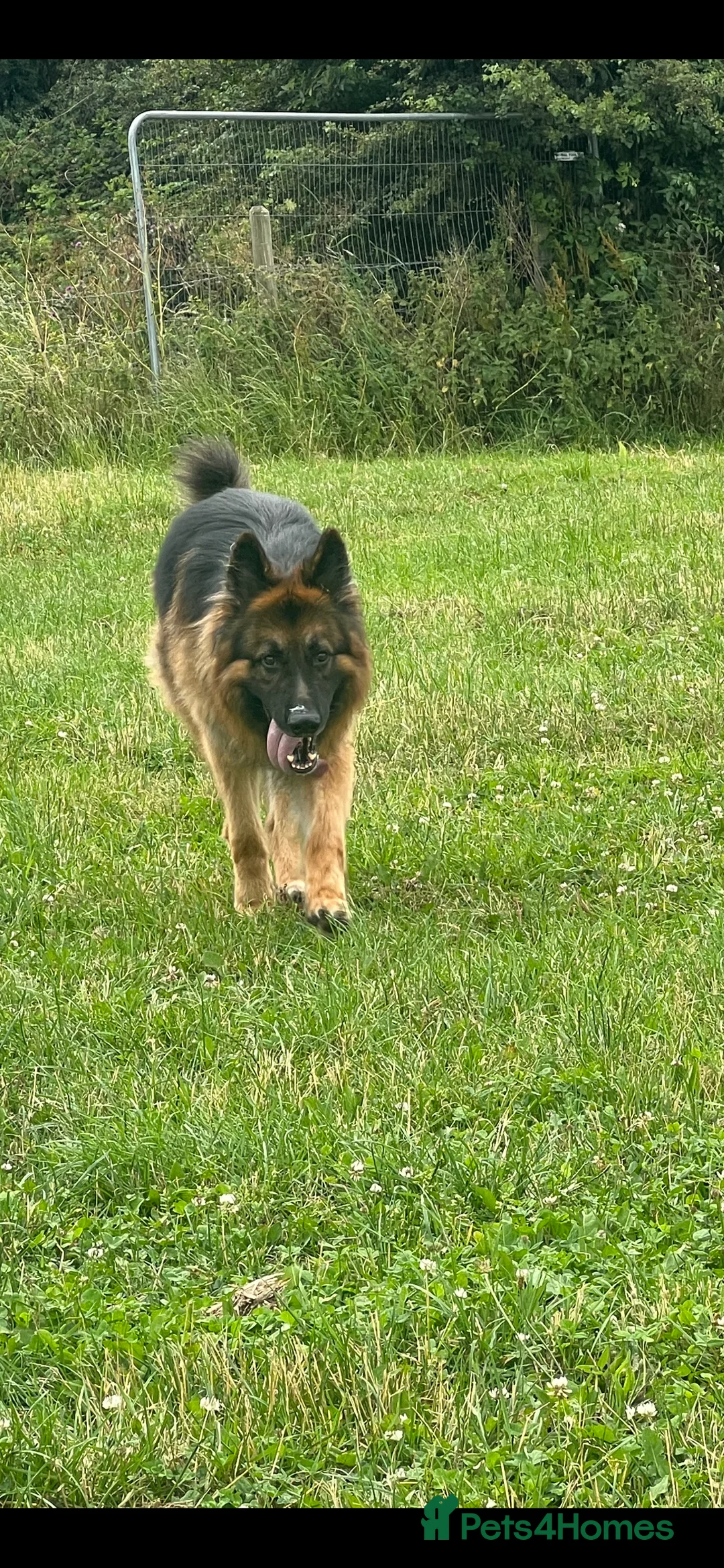 German Shepherd dogs for stud: German shepherd for stud.  in Wrexham - Advert 8