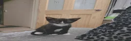 Mixed Breed cats for sale: Kittens  - Advert 13