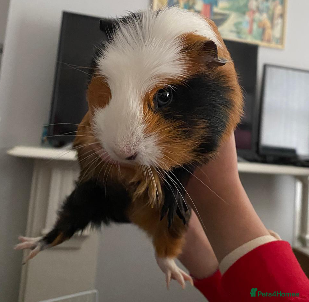Guinea Pig rodents for sale: 3 Male Guinea Pigs - Image 13