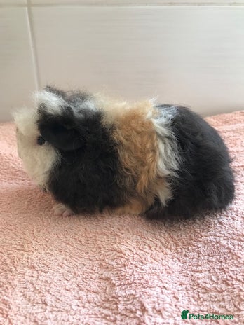 Guinea Pig rodents - Advert 10