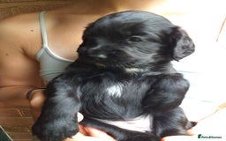 Cocker Spaniel dogs for sale: Gamekeeper bred Working Cocker Spaniels - Image 6