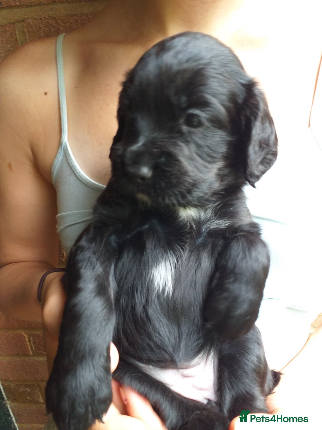 Cocker Spaniel dogs for sale: Gamekeeper bred Working Cocker Spaniels - Image 6