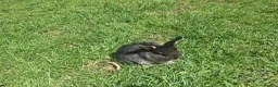 Dwarf Lop rabbits for sale: Dwarf Lop Baby Rabits in Wetherby - Advert 10