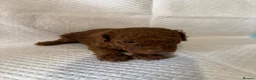 Miniature Poodle dogs for sale: Kc registered red minature puppy’s  - Advert 5