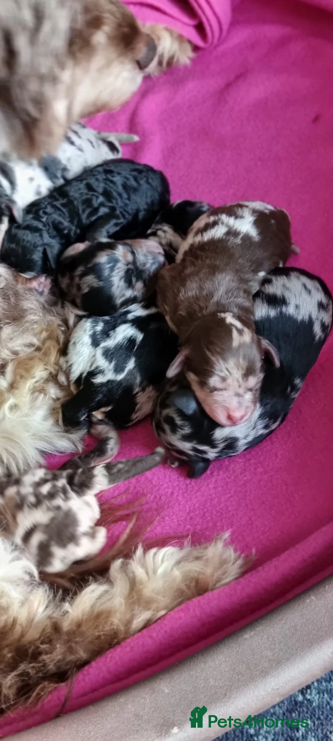 Miniature Poodle dogs for stud: Miniature poodle blue merle for stud in Bradford - Advert 23