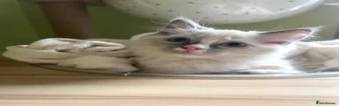 Ragdoll 1